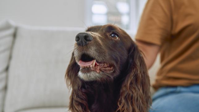 boehringer_workplace_remotework_workingwithdog